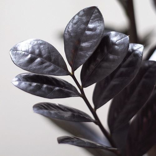 Tanaman Hias Zamioculcas Zamiiifoliaraven / Zamia Black / Zamia Raven