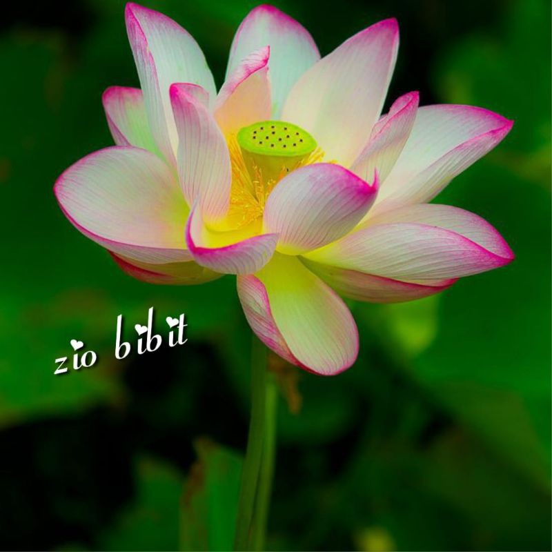 Benih Teratai Lotus Putih Pink Queen Aquatic Plant Tanaman air import 1 Biji