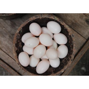 Telur Palsu Pancingan Untuk Burung Merpati Shopee Indonesia