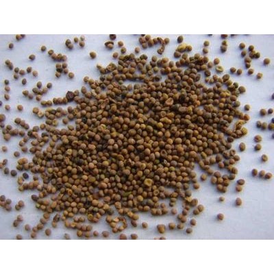 

600 G GR GRAM TU SI ZI 菟丝子 CUSCUTA SEED SEEDS DODDER SEED SEEDS