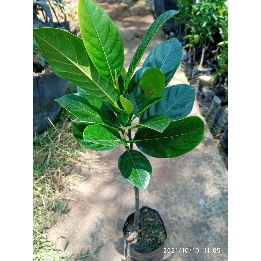 Tanaman Nangka Merah Unggulan || bibit nangka merah