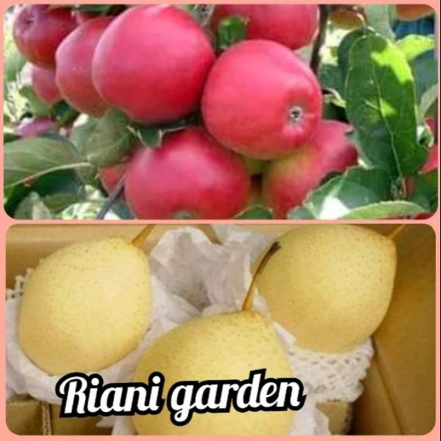 BIBIT APEL MALANG DAN BIBIT PIR CANGKOK