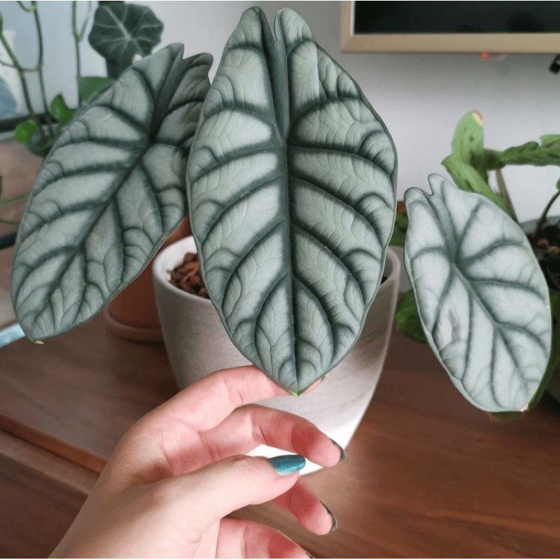 (BISA COD) Tanaman hias alocasia silver - bonggol alocasia silver - siap tanam