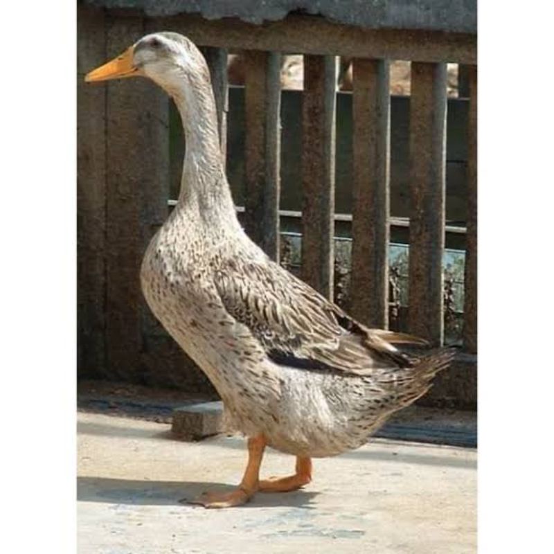 

TELUR BEBEK ALABIO FERTIL UNTUK DITETASKAN