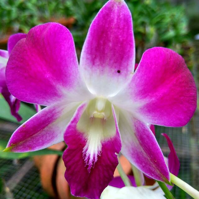 Anggrek Dendrobium Sonia Ersakul