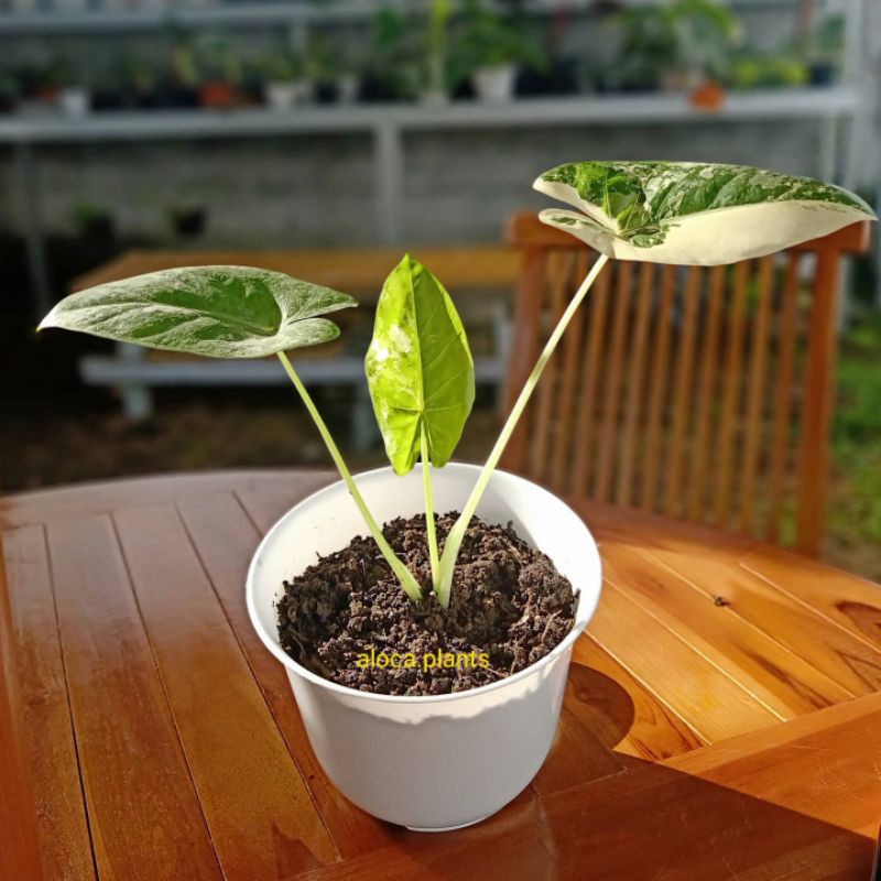 Alocasia Macrorrhiza Variegata / Sente Varigata