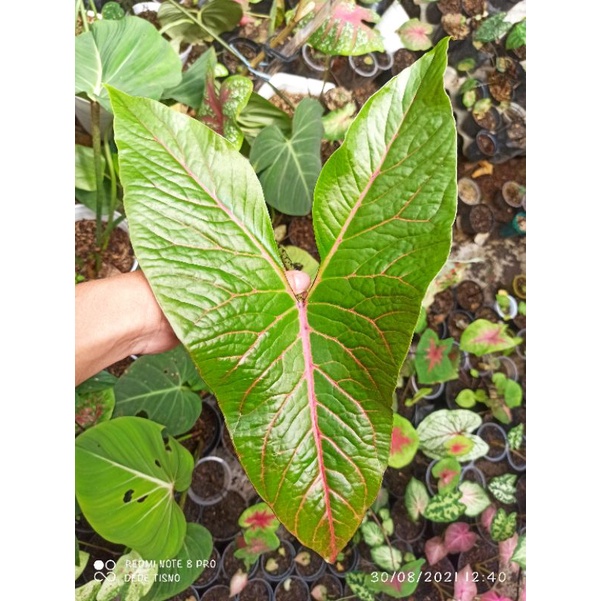 ALOCASIA CYRTOSPERMA JOHNSTONII / ALOCASIA BLACK JACK / ALOCASIA BLACKJACK / KELADI PAPUA
