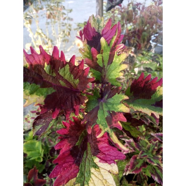 miana rainbow berakar