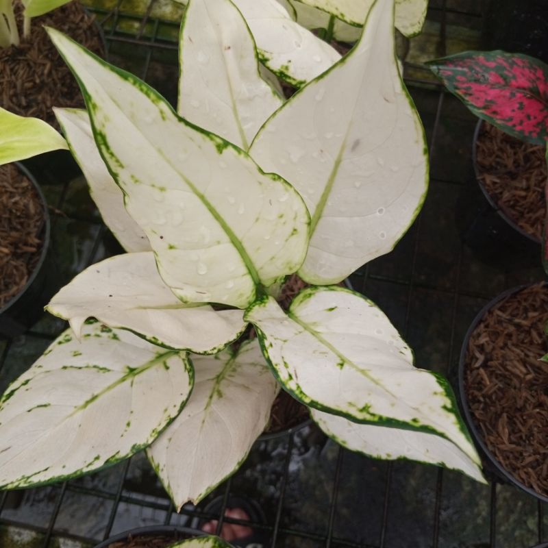 Aglonema Super White | Super White Tisu | Lokal