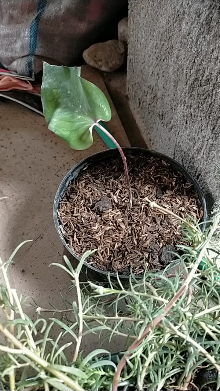 Caladium Keladi Wayang