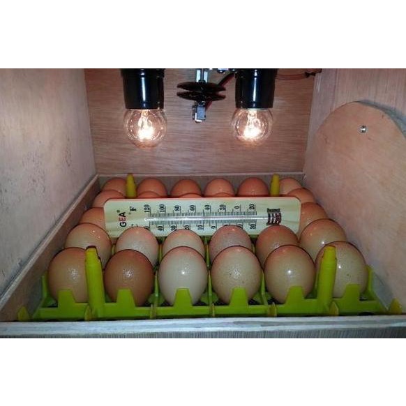 Thermostat Mesin Tetas Telur Ayam (Bl)