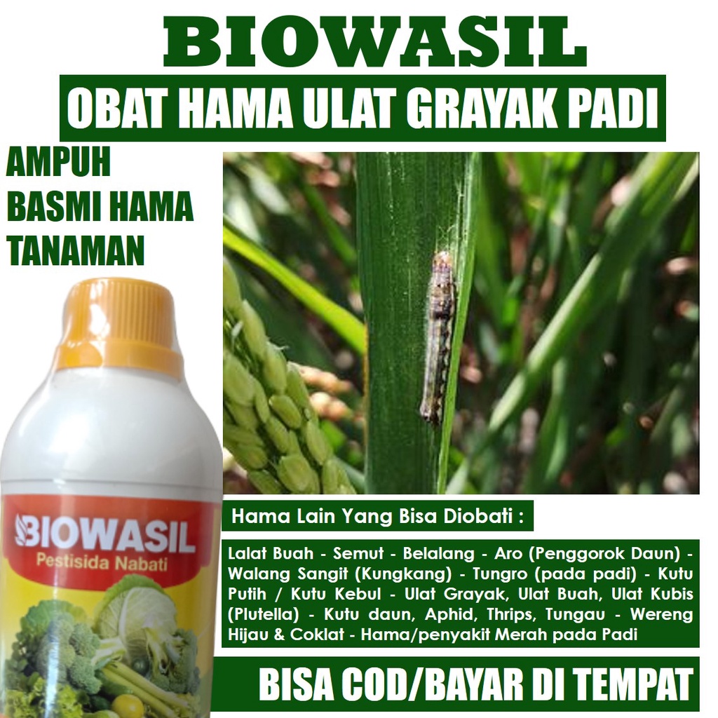 BIOWASIL 500ml Obat Hama Pembasmi Ulat Grayak Padi Pada Semua Tanaman - Obat Hama Ulat Grayak Padi P
