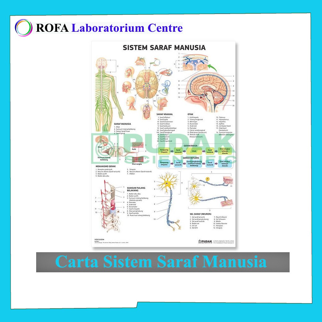 Jual Carta Sistem Saraf Manusia Carta Biologi Carta Ipa Shopee