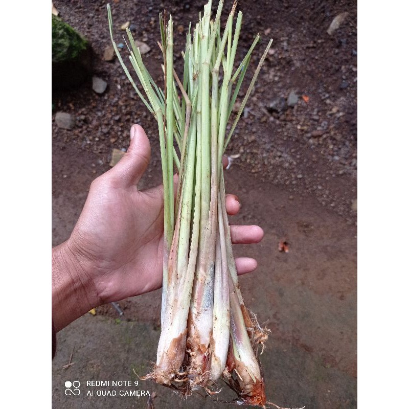 

promo sereh / serei sayur segar mugi laris