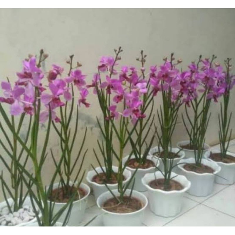 anggrek Vanda douglas
