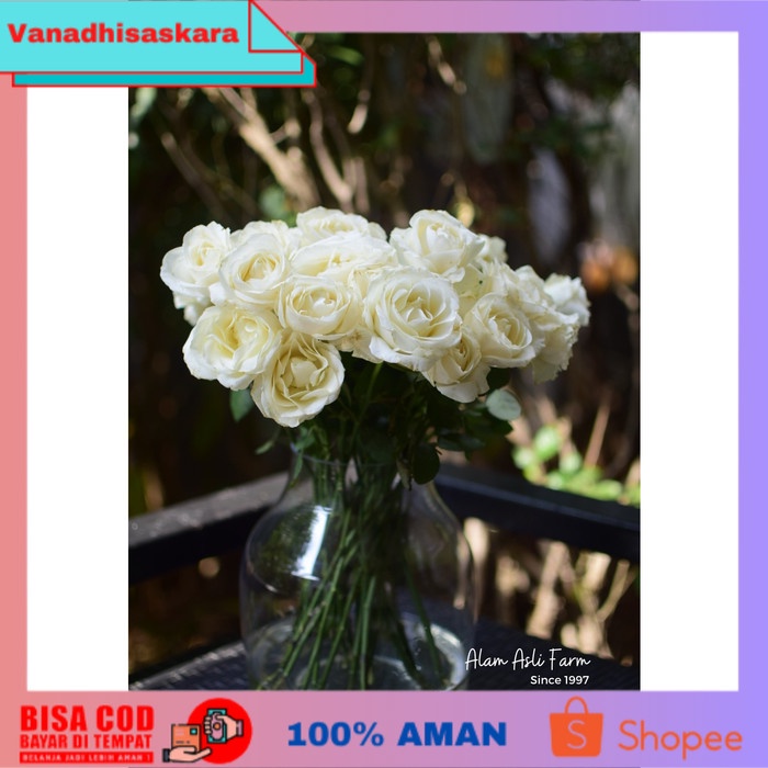 (BISA COD) Avalanche Roses / Bunga Mawar Putih Potong Segar Semi Holland