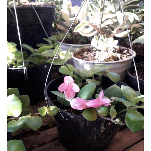Bibit Tanaman hias gantung lipstik pink
