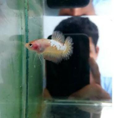 

Pasti Murah PZW Ikan cupang Yellow fancy 0N Super Promoー
