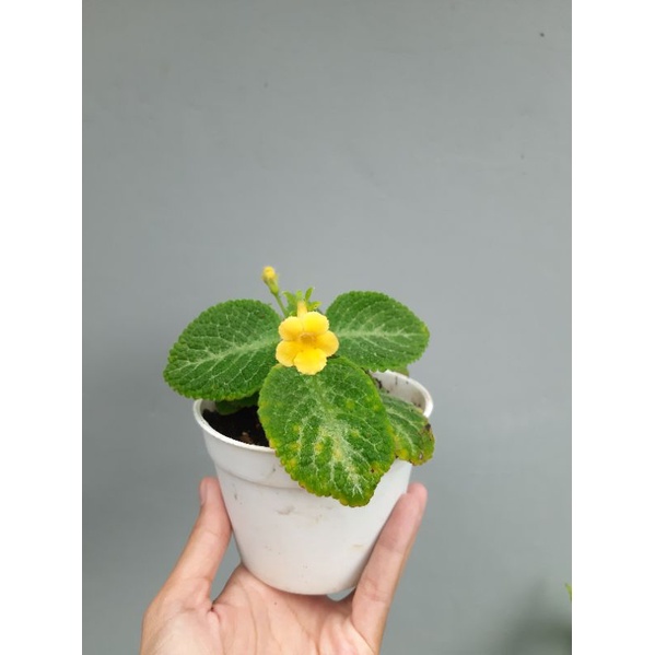 Episcia Monet