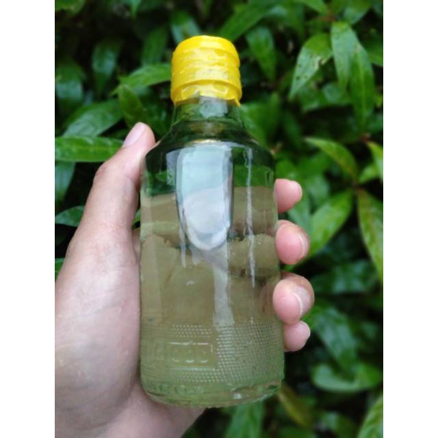 Minyak Kayu  Putih  140ml ASLI  AMBON Shopee Indonesia