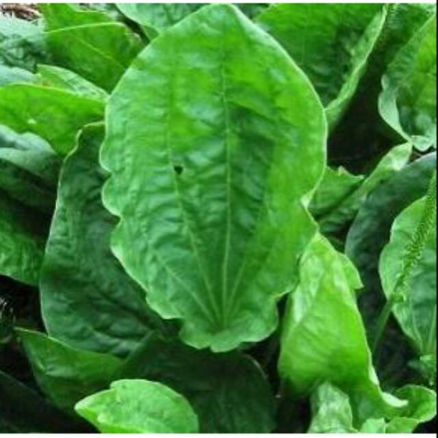 Bubuk daun sendok / sendokan kemasan 100gram