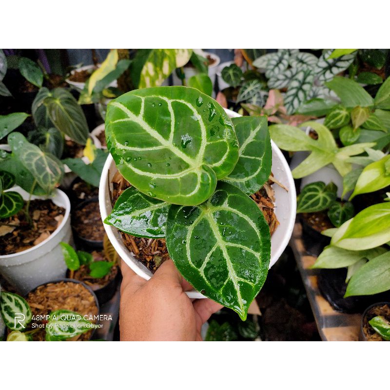 Anthurium Dorayaki X Dreseleri