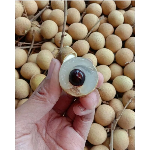 

Buah lengkeng bangkok manis fresh 1KG
