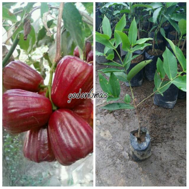 Bibit jambu air madu merah