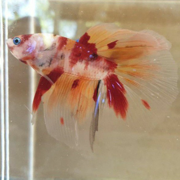 Halfmond nemo koi x avatar gordon