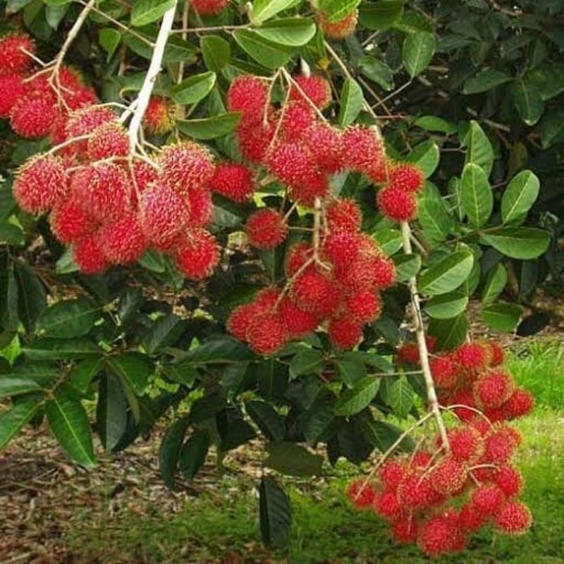 rambutan binjai [Bibit Berkualitas Unggul]