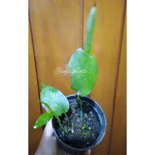 Epipremnum skeleton key