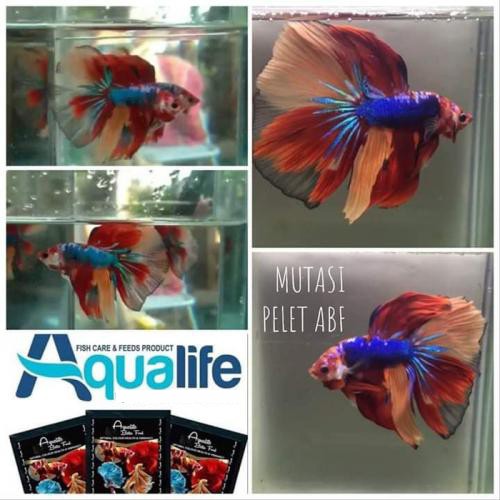 Aqualife betta food 50 Gram Original Pelet Ikan Premium Cupang Guppy Koi Koki Louhan Cichlid Best