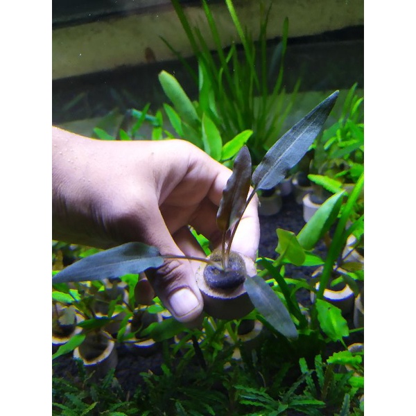 Cryptocoryne petchii pink emerseed