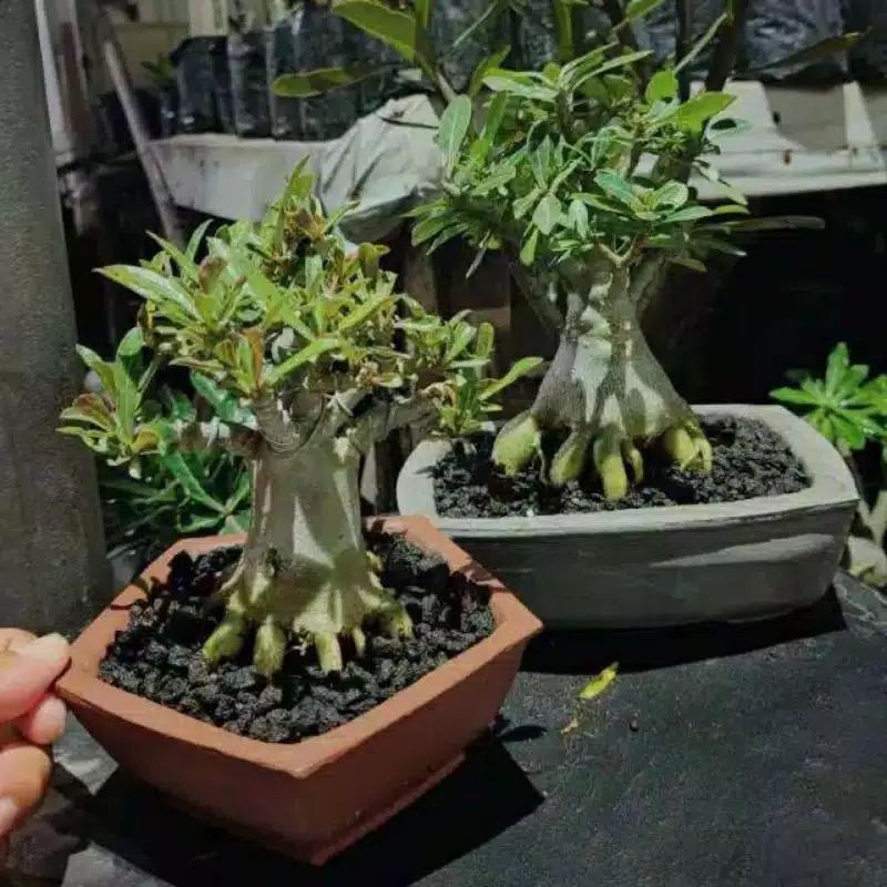 adenium percambang bonsai