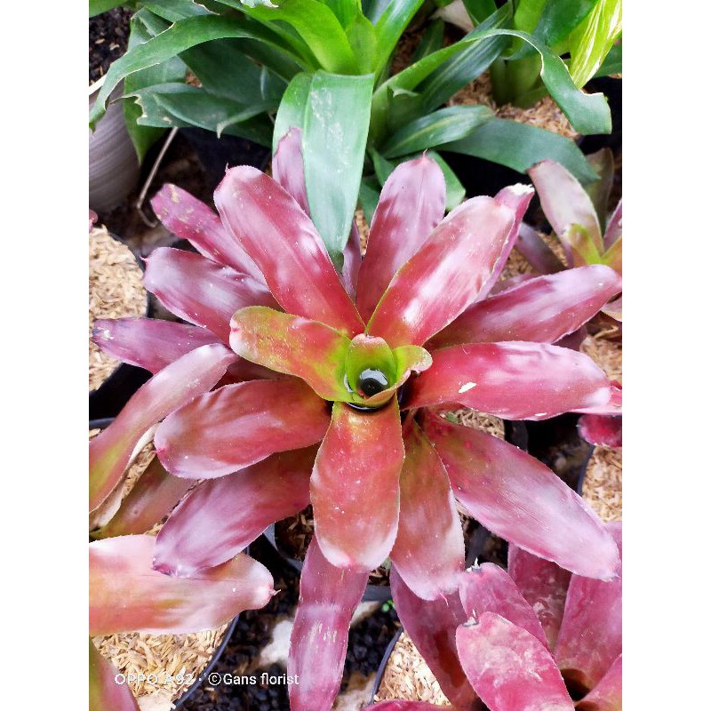 bromolia merah medium