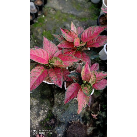 aglonema sharly rumpun