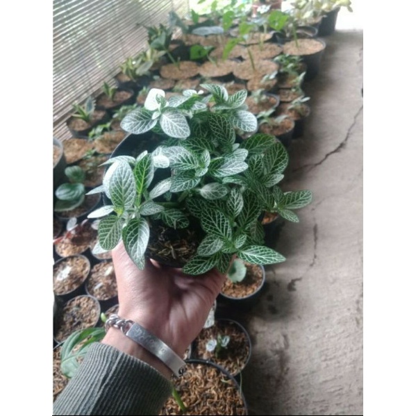 TANAMAN HIAS FITONIA / TANAMAN HIAS MINI FITONIA LOCAL / FITONIA