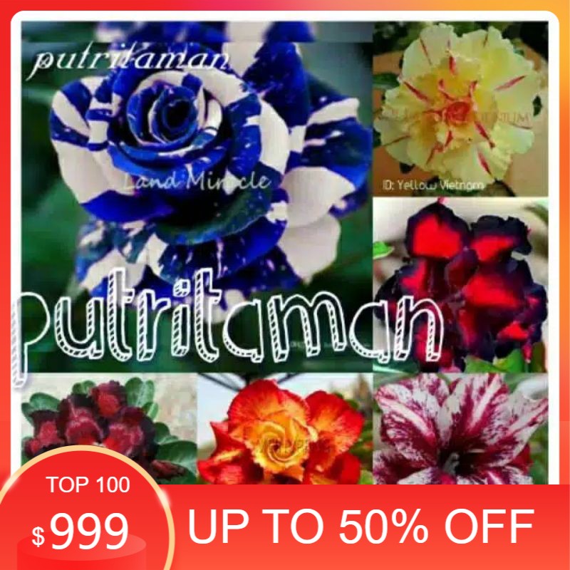 

Paket 6 bibit bunga Adenium/kamboja jepang