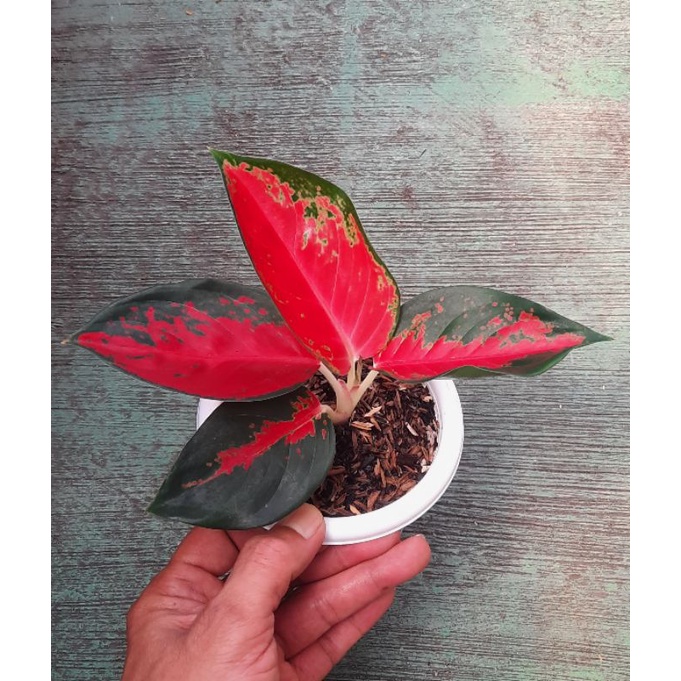 Aglaonema / Aglonema Suksom (tanian lokal)
