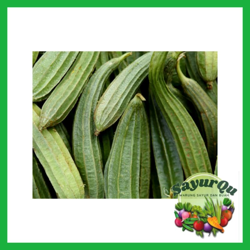 

Oyong Fresh 1 Kg - Sayur Segar Bekasi