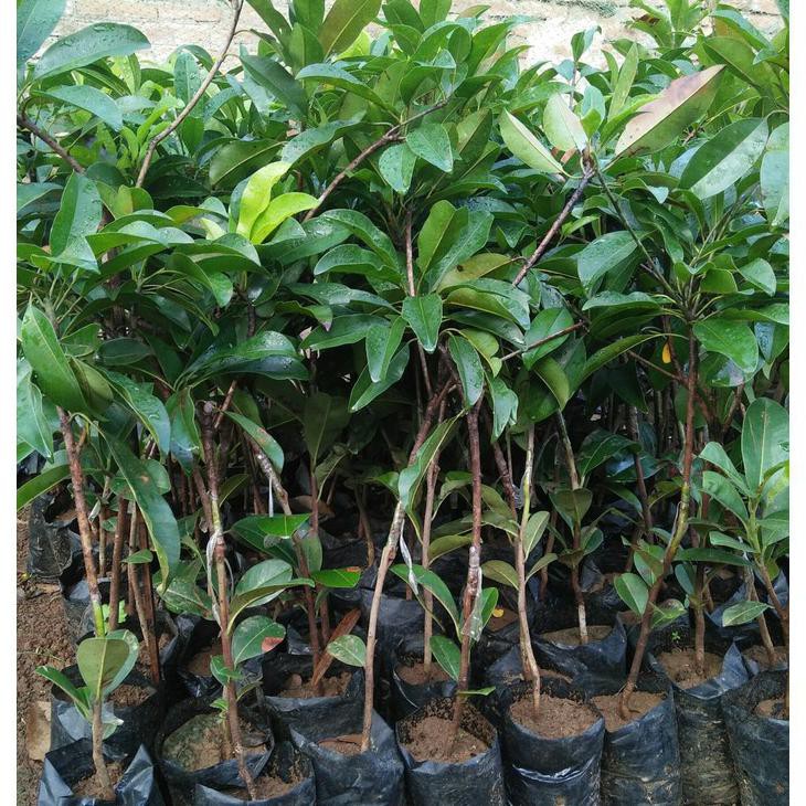 ₮ajib+ Bibit unggul buah Sawo jumbo malaysia