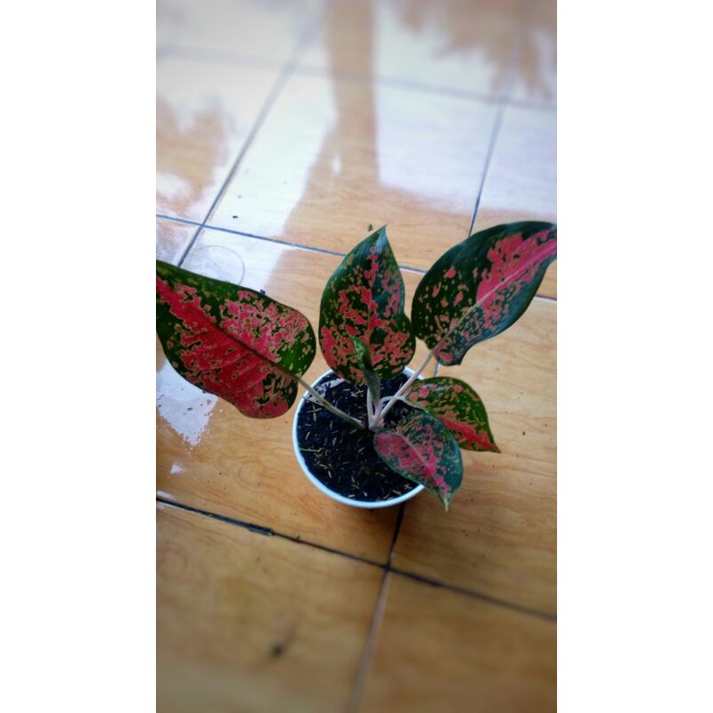 aglonema/aglaonema kochin virgin