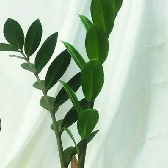 Tanaman Hias jamea dolar - zamia dolar - jamia dolar .