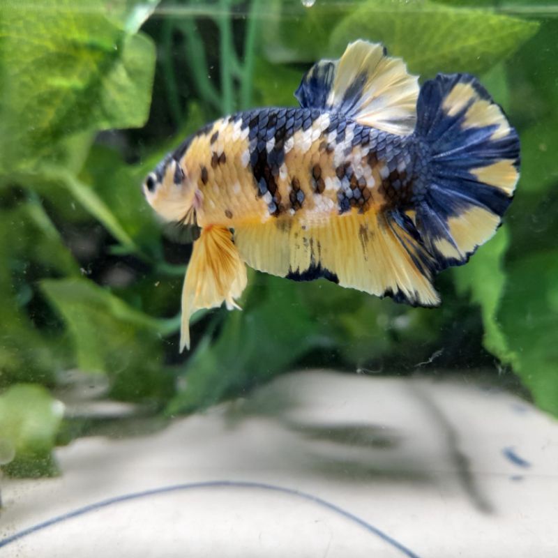 Cupang Yellow Koi Indukan Sudah Bisa Jaga Burayak Real Pict Real Video