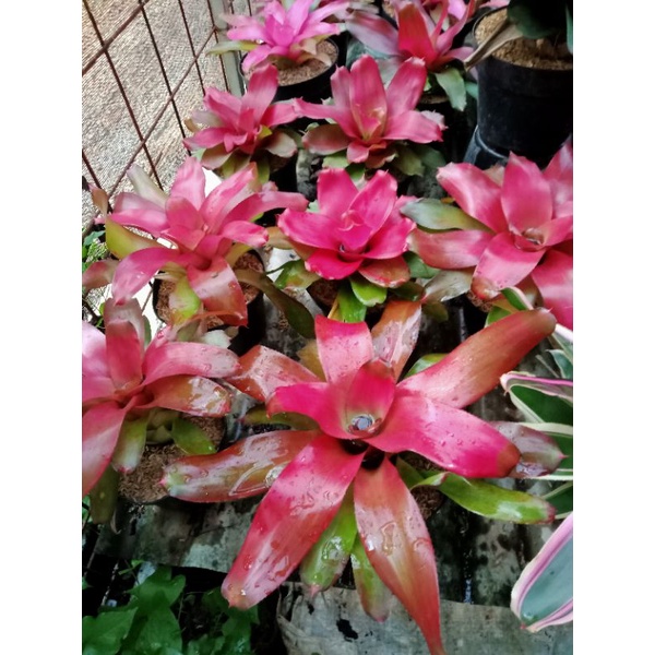 Tanaman hias Bromelia Red Lyla - BakulKembang