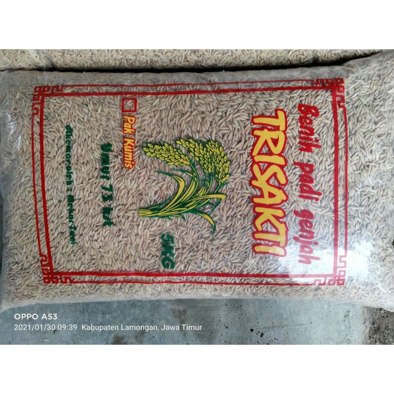 Benih padi Trisakti