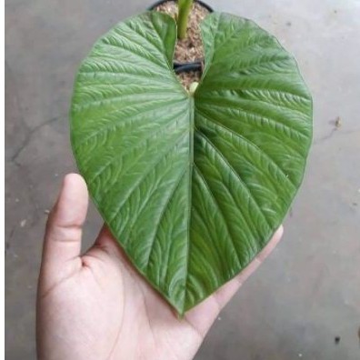 Alocasia Alba Langka