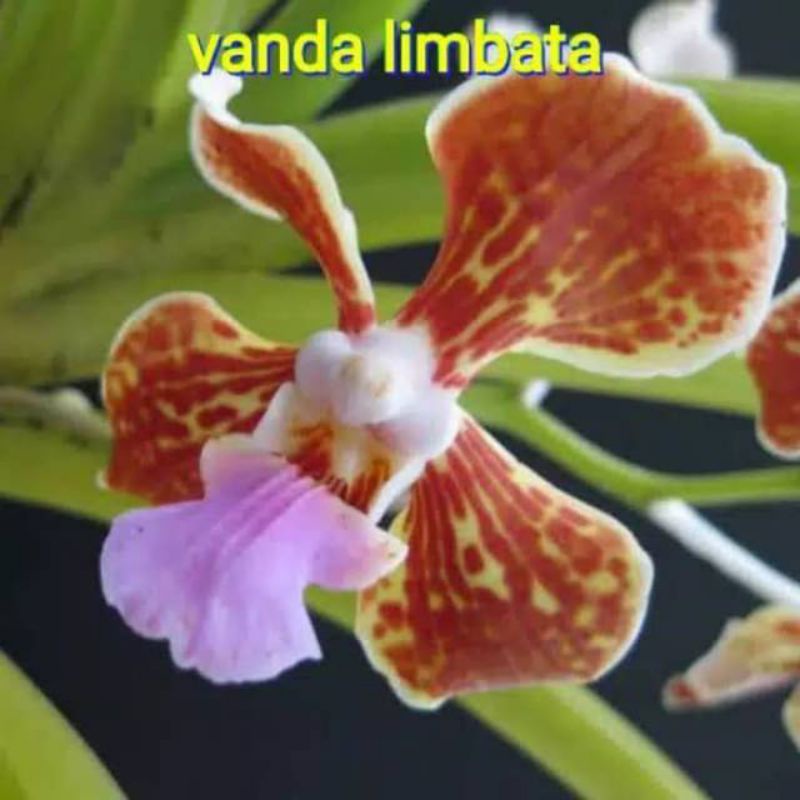 Anggrek Vanda limbata jumbo