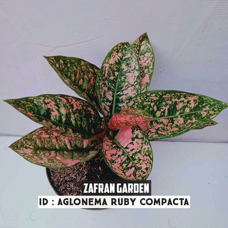 Aglonema Ruby Compacta