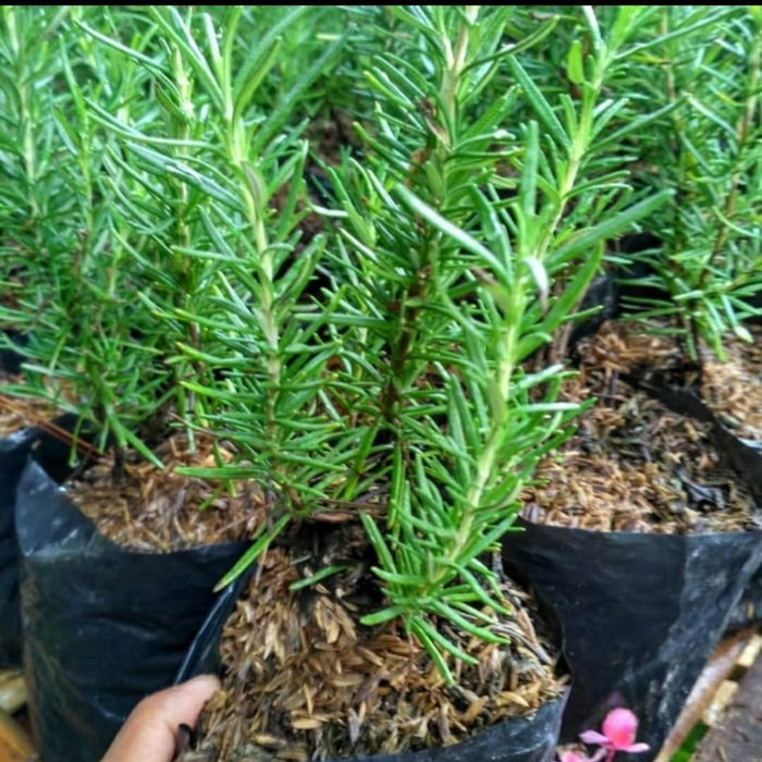 

rosemary